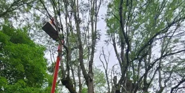 Cabling and Bracing