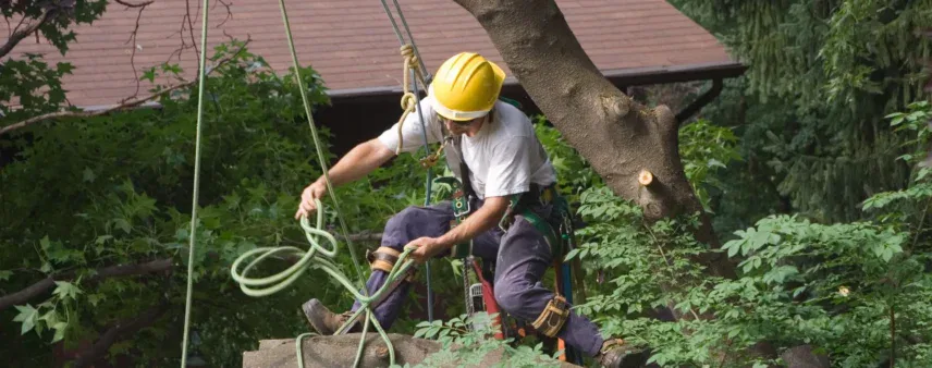 5 Key Indicators It’s Time for Tree Removal in Vincennes, IN