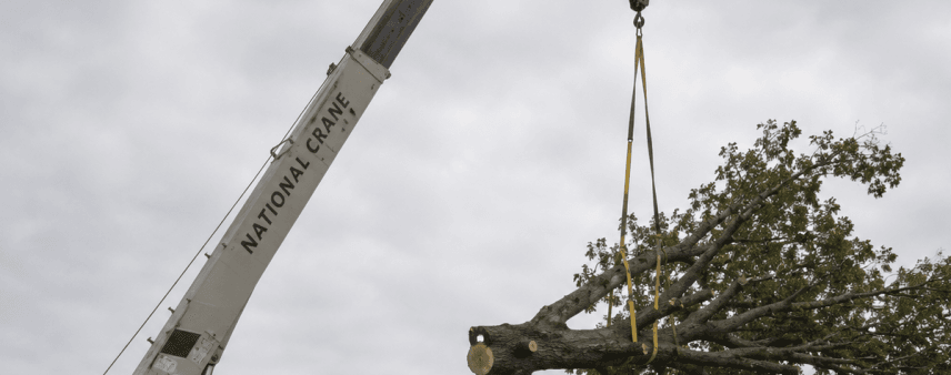 Large crane lifting a hazardous tree over a home in Oakland City, Indiana